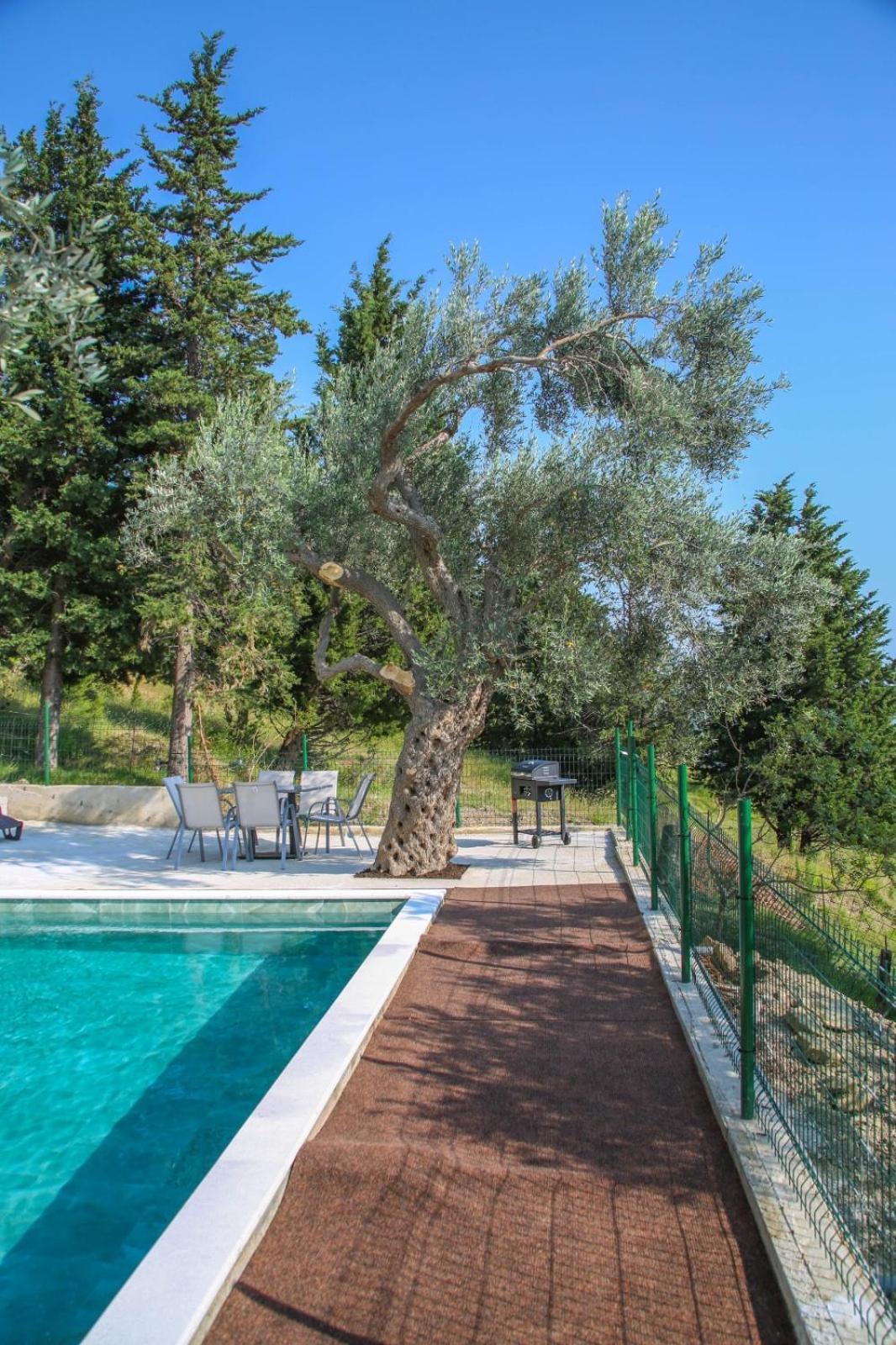 Olive Grove *